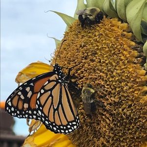 Meet your Posher, Tracy